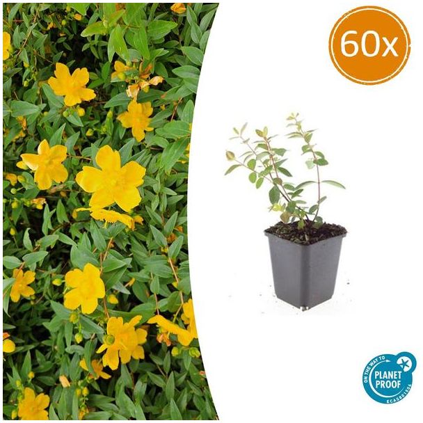60 Stuks Hertshooi Peter Dummer, Onderhoudsarme Plant, Gele Bloemen, Laagblijvende Struik, Hypericum dummeri  Peter Dummer  - ↕10-25cm - Ø9cm