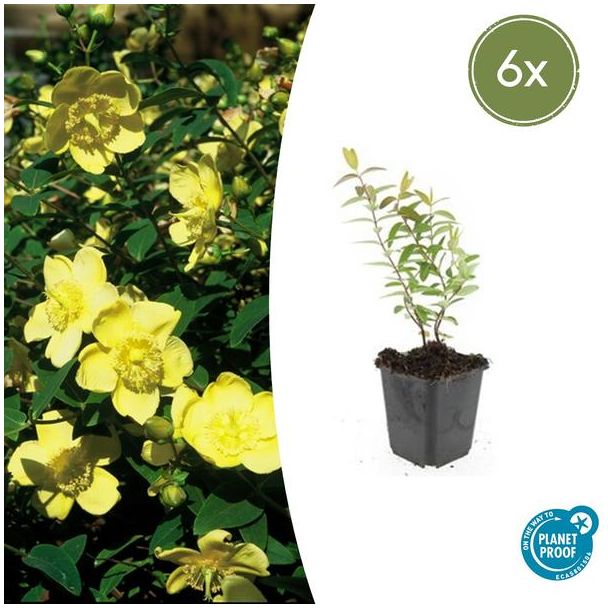6  Stuks Hershooi Hidcote, Struik, Gele Bloemen, Hypericum Hidcote  - ↕10-25cm - Ø9cm