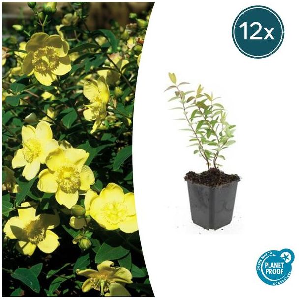 12  Stuks Hershooi Hidcote, Struik, Gele Bloemen, Hypericum  Hidcote  - ↕10-25cm - Ø9cm
