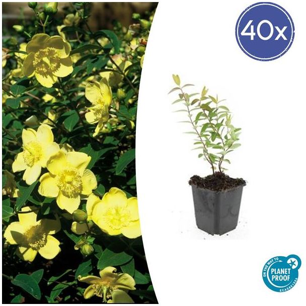 40  Stuks Hershooi Hidcote, Struik, Gele Bloemen, Hypericum  Hidcote  - ↕10-25cm - Ø9cm