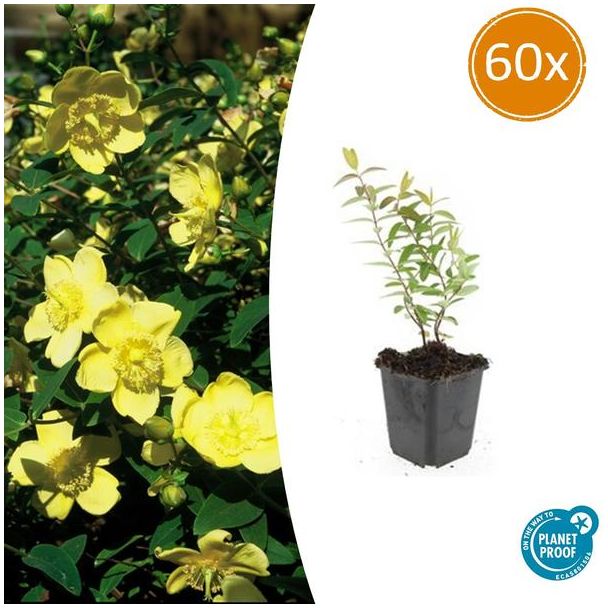 60 Stuks Hershooi Hidcote, Struik, Gele Bloemen, Hypericum  Hidcote  - ↕10-25cm - Ø9cm
