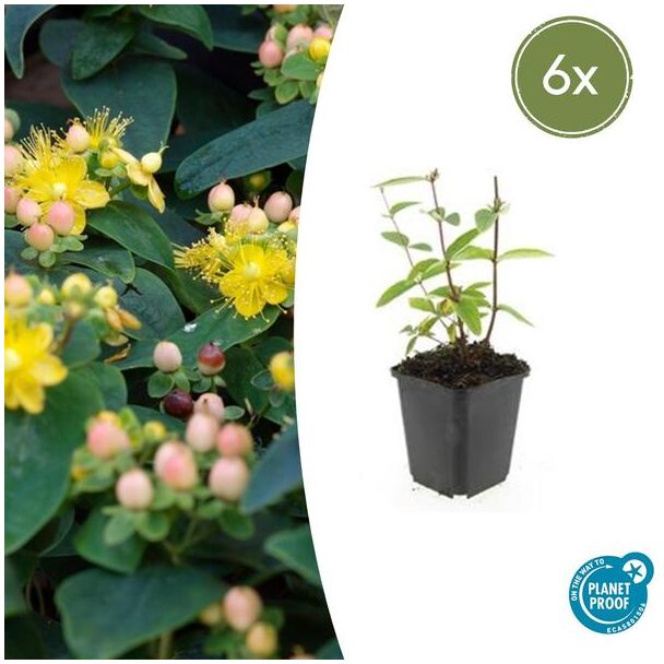 6 Stuks Johanneskruid Annebel, Hertshooi, Gele Bloemen en Sierlijke Bessen,Struik/Klimplant, Hypericum inodorum ↕10-25cm - Ø9cm