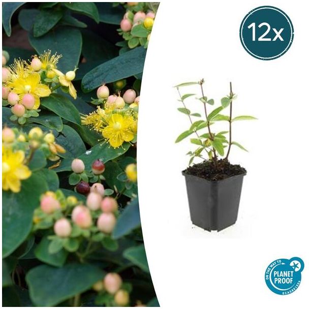 12 Stuks Johanneskruid Annebel, Hertshooi, Gele Bloemen en Sierlijke Bessen,Struik/Klimplant, Hypericum inodorum  ↕10-25cm - Ø9cm