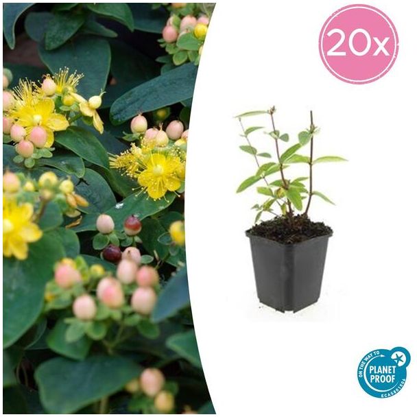 20 Stuks Johanneskruid Annebel, Hertshooi, Gele Bloemen en Sierlijke Bessen,Struik/Klimplant, Hypericum inodorum ↕10-25cm - Ø9cm