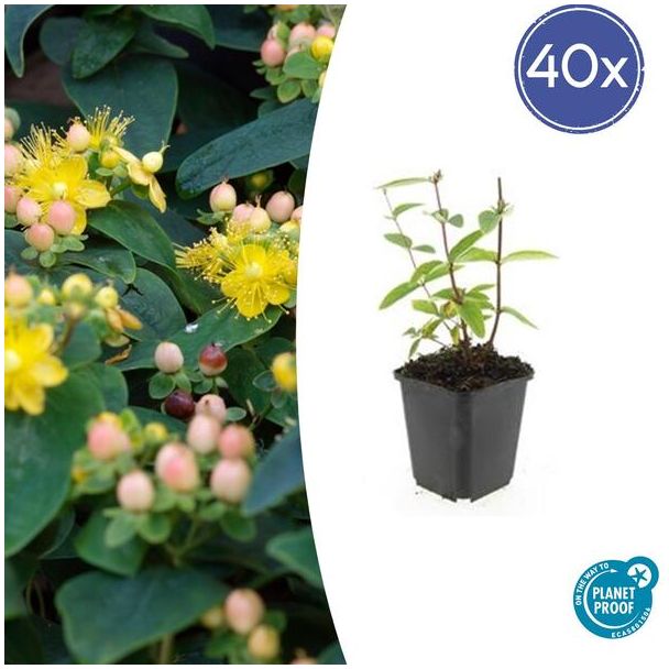 40 Stuks Johanneskruid Annebel , Hertshooi, Gele Bloemen en Sierlijke Bessen,Struik/Klimplant, Hypericum inodorum ↕10-25cm - Ø9cm