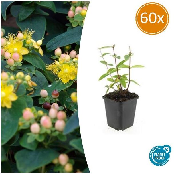 60 Stuks Johanneskruid Annebel, Hertshooi, Gele Bloemen en Sierlijke Bessen,Struik/Klimplant, Hypericum inodorum ↕10-25cm - Ø9cm