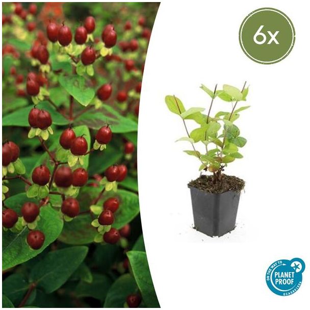 6 Stuks Johanneskruid Beauty, Hertshooi, Gele Bloemen en Sierlijke Bessen,Struik/Klimplant, Hypericum inodorum  ↕10-25cm - Ø9cm