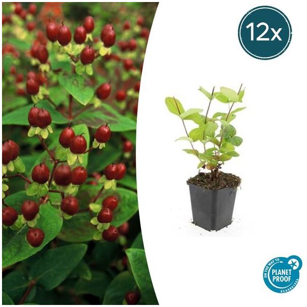 12 Stuks Johanneskruid Beauty, Hertshooi, Gele Bloemen en Sierlijke Bessen,Struik/Klimplant, Hypericum inodorum  ↕10-25cm - Ø9cm