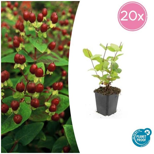 20 Stuks Johanneskruid Beauty, Hertshooi, Gele Bloemen en Sierlijke Bessen,Struik/Klimplant, Hypericum inodorum  ↕10-25cm - Ø9cm