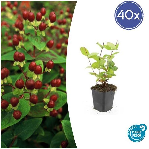 40 Stuks Johanneskruid Beauty, Hertshooi, Gele Bloemen en Sierlijke Bessen,Struik/Klimplant, Hypericum inodorum  ↕10-25cm - Ø9cm