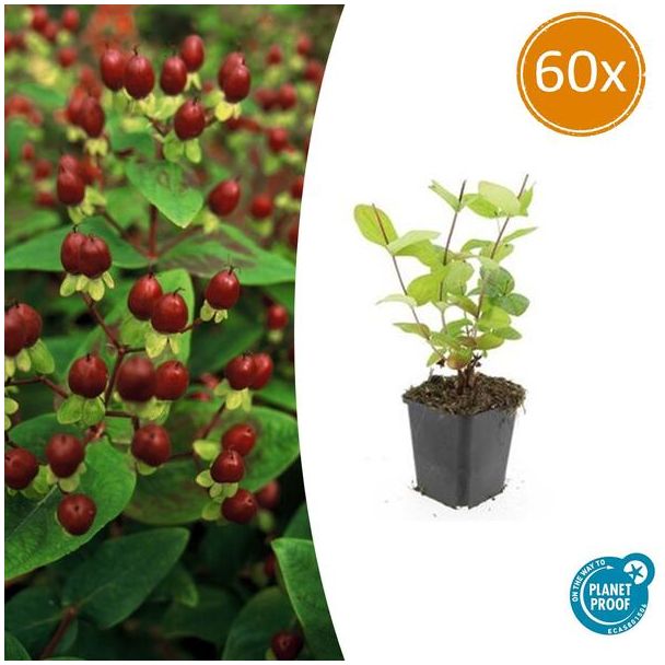 60 Stuks Johanneskruid Beauty, Hertshooi, Gele Bloemen en Sierlijke Bessen,Struik/Klimplant, Hypericum inodorum ↕10-25cm - Ø9cm