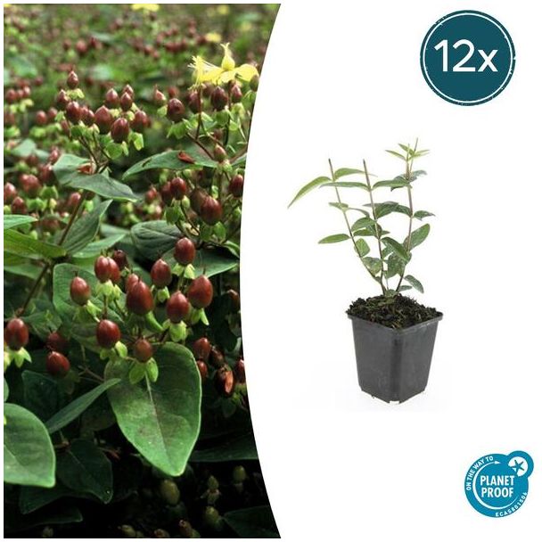 12 Stuks Johanneskruid Rheingold, Hertshooi, Gele Bloemen en Sierlijke Bessen,Struik/Klimplant, Hypericum inodorum ↕10-25cm - Ø9cm