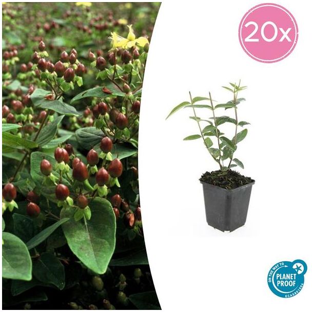 20 Stuks Johanneskruid Rheingold, Hertshooi, Gele Bloemen en Sierlijke Bessen,Struik/Klimplant, Hypericum inodorum ↕10-25cm - Ø9cm
