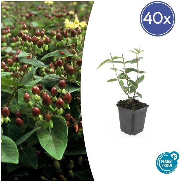 40 Stuks Johanneskruid Rheingold, Hertshooi, Gele Bloemen en Sierlijke Bessen,Struik/Klimplant, Hypericum inodorum ↕10-25cm - Ø9cm