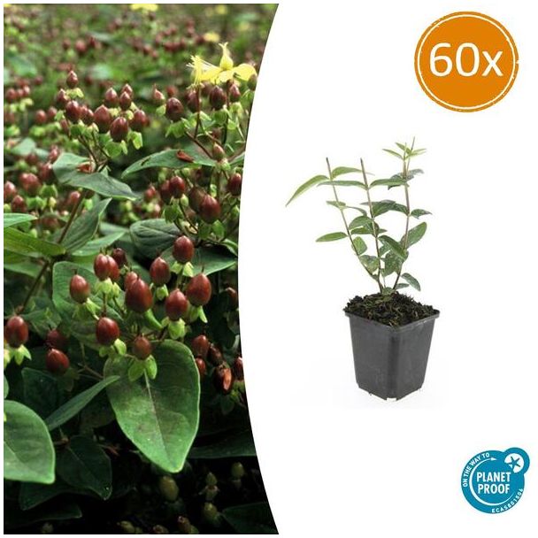 60 Stuks Johanneskruid Rheingold , Hertshooi, Gele Bloemen en Sierlijke Bessen,Struik/Klimplant, Hypericum inodorum ↕10-25cm - Ø9cm