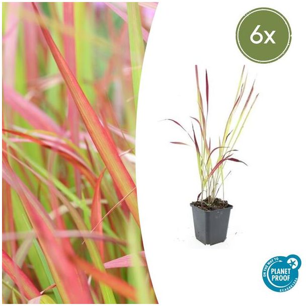 6  stuks Japans Bloedgras, Siergras, Imperata cylindrica  Red Baron  - ↕10-25cm - Ø9cm