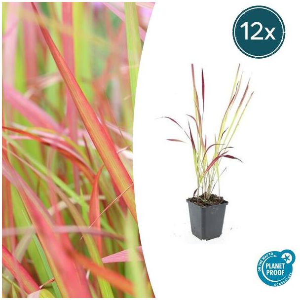 12  stuks Japans Bloedgras, Siergras, Imperata cylindrica  Red Baron  - ↕10-25cm - Ø9cm