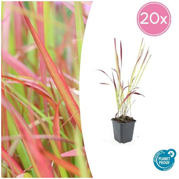 20  stuks Japans Bloedgras, Siergras, Imperata cylindrica  Red Baron  - ↕10-25cm - Ø9cm