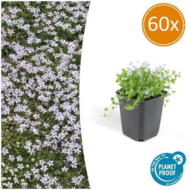 60 x Blue Star Creeper, Blauwe grondkruiper, Moeras isotoom Isotoma fluviatilis, lage buitenplant