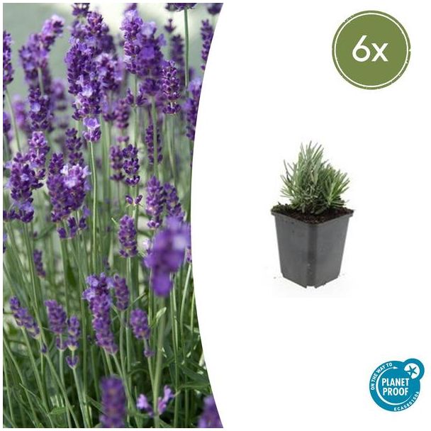 6 Stuks Lavendel, Heerlijk Geurend, Kleur Bloem Diepblauw tot Paars/Blauw, Lavandula angustifolia  Dwarf Blue  - ↕10-25cm - Ø9cm