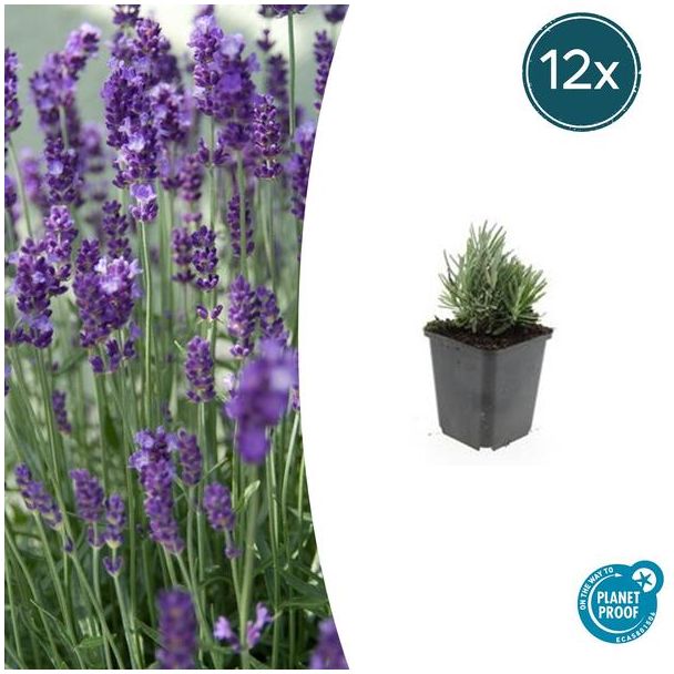 12 Stuks Lavendel, Heerlijk Geurend, Kleur Bloem Diepblauw tot Paars/Blauw, Lavandula angustifolia Dwarf Blue  - ↕10-25cm - Ø9cm