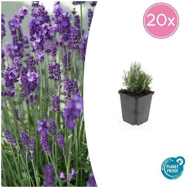 20 Stuks Lavendel, Heerlijk Geurend, Kleur Bloem Diepblauw tot Paars/Blauw, Lavandula angustifolia  Dwarf Blue  - ↕10-25cm - Ø9cm