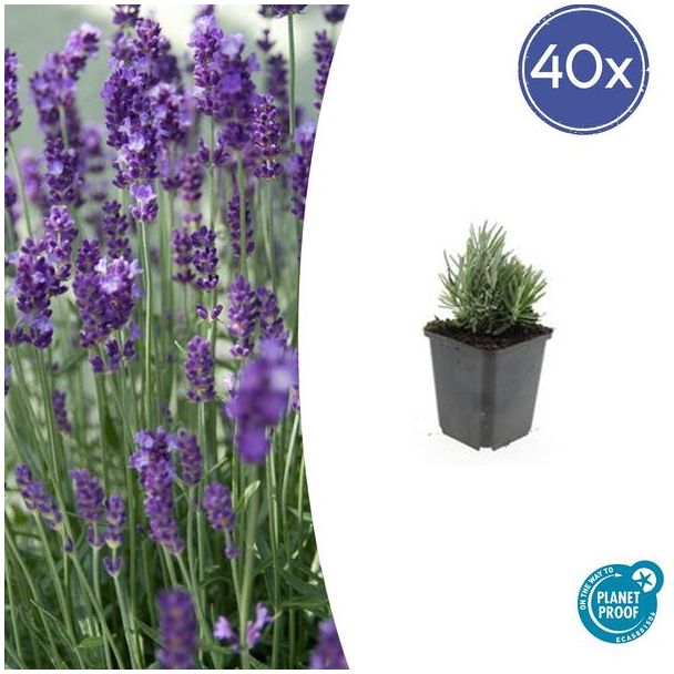 40 Stuks Lavendel, Heerlijk Geurend, Kleur Bloem Diepblauw tot Paars/Blauw, Lavandula ang.  Dwarf Blue  - ↕10-25cm - Ø9cm