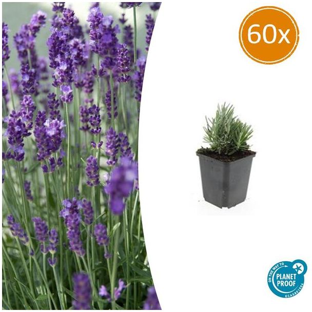 60 Stuks Lavendel, Heerlijk Geurend, Kleur Bloem Diepblauw tot Paars/Blauw, Lavandula angustifolia  Dwarf Blue  - ↕10-25cm - Ø9cm