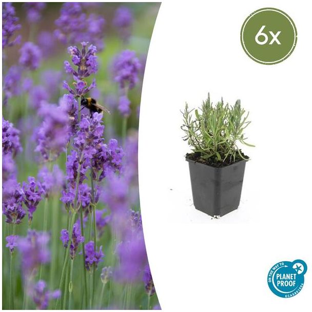 6 lavendelplanten (Lavandula ang. 'Munstead') voor een sfeervolle paarse sfeer - ↕10-25cm - Ø9cm