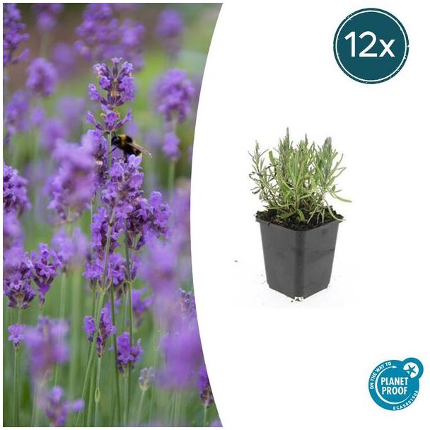 Lavendel 'Munstead' 12 x - Onderhoudsarme Zomerbloeier - ca. 15 cm hoog