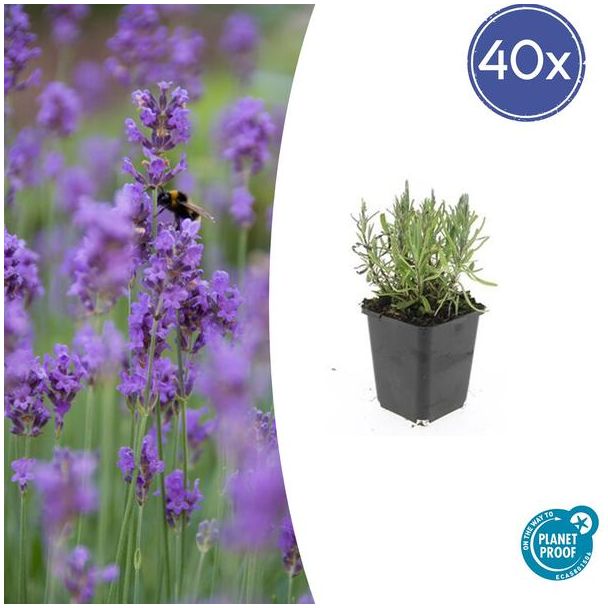 40x Lavendel 'Munstead' - ↕10-25cm - Vorstbestendige Zomerbloeier - Perfect voor Bijen & Vlinders