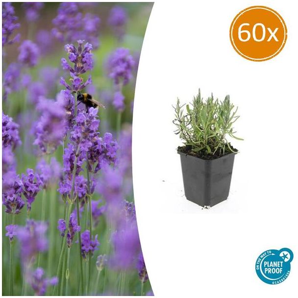 Lavendel ‘Munstead’ 60 maal – Compacte & Geurige Lavendelplant - 10-25cm hoog