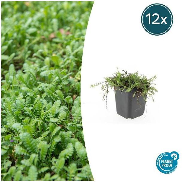 Koperknoopje 12 stuks (Leptinella squalida) - Groenblijvende en laagblijvende tuinplanten