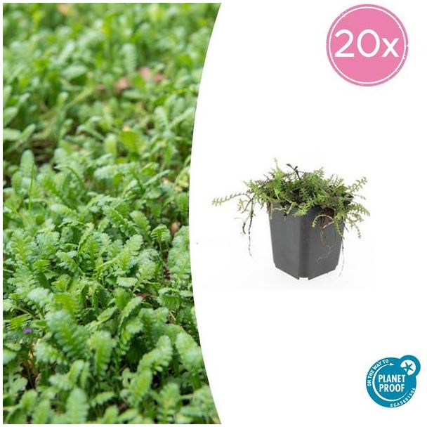 20 Bodembedekkers voor een groen tapijt - Leptinella squalida van ca. 5 cm hoog
