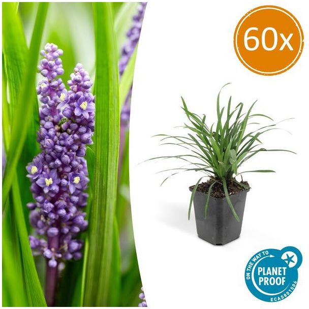 Leliegras Liriope muscari 'Big Blue' x60, frisse bodembedekker