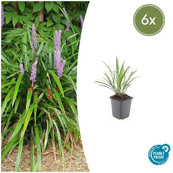 6x Leliegras 'Ingwersen' - Wintergroene siergrassen voor buiten ↕10-25cm