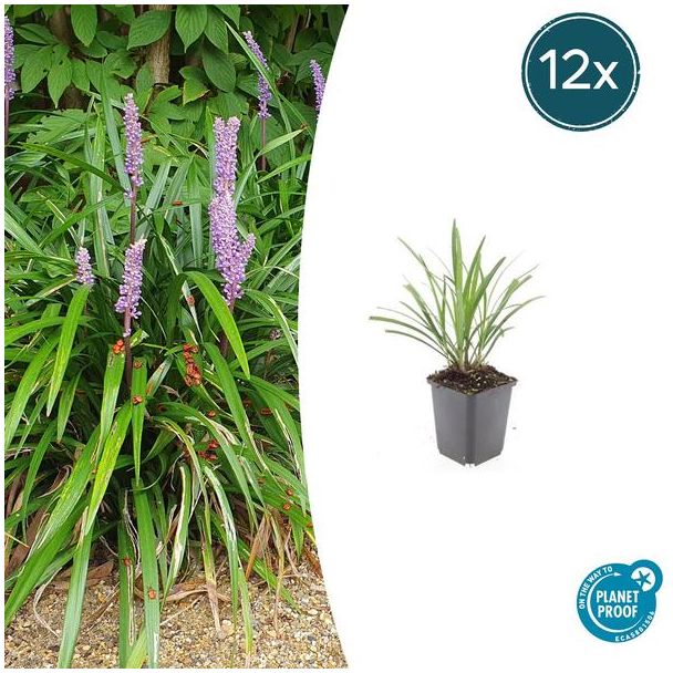12 stuks siergrassen winterhard - Liriope muscari 'Ingwersen'