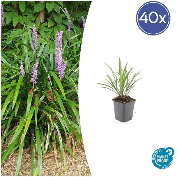 Bloeiend Siergras | 40 stuks | Liriope muscari 'Ingwersen' / Leliegras