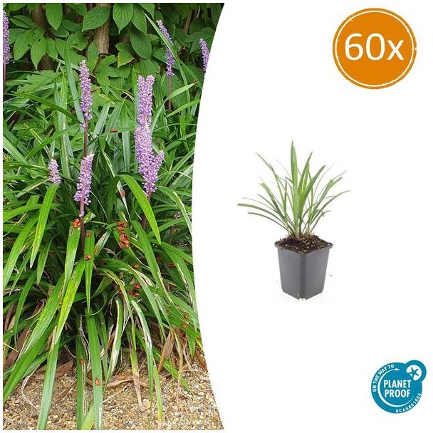 Wintergroen Siergras 60x | Liriope muscari 'Ingwersen' | 60 Leliegrassen