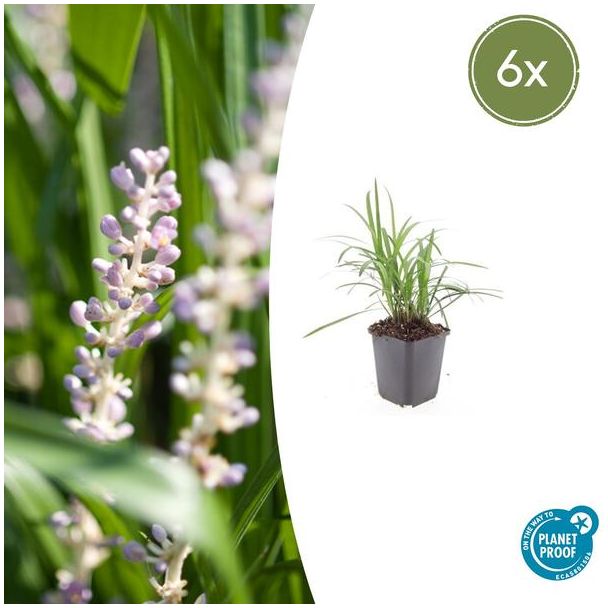 Leliegras Moneymaker - 6x Liriope muscari  - ↕10-25cm - Ø9cm - opvallende paarse bloemen