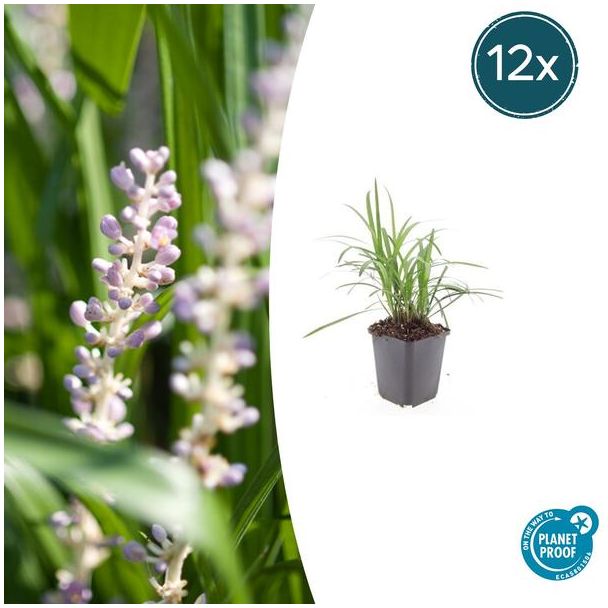 Leliegras Moneymaker - 12x Liriope muscari  - ↕10-25cm - Ø9cm - opvallende paarse bloemen