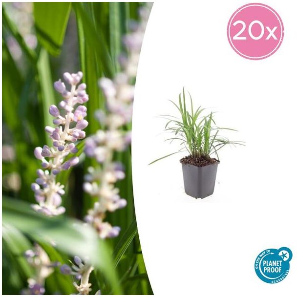Leliegras Moneymaker - 20x Liriope muscari  - ↕10-25cm - Ø9cm - opvallende paarse bloemen