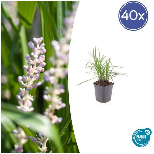 Leliegras 'Monroe White' 40x - 40 Siergrassen / bodemdekkers / Borderplanten ca. 15 cm hoog