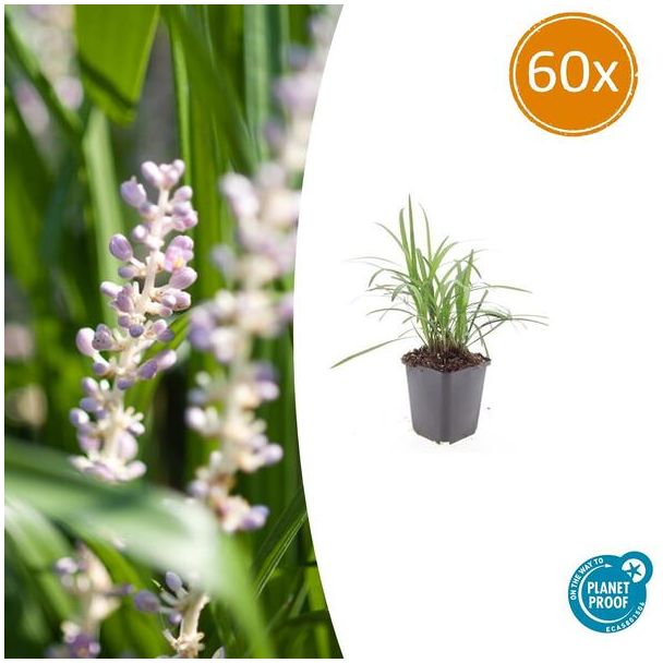 60x Liriope 'Monroe White' - Winterharde Siergras met bloei in late zomer - ca. 15cm hoog