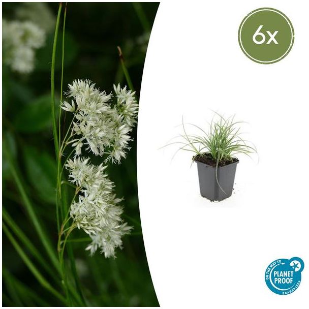 Sneeuwwitte veldbies / Luzula nivea 6 stuks - ↕10-25cm - Ø9cm