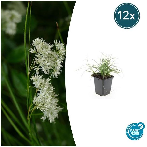 Groenblijvend Luzula 12x - ↕10-25cm - Bodembedekker Luzula nivea