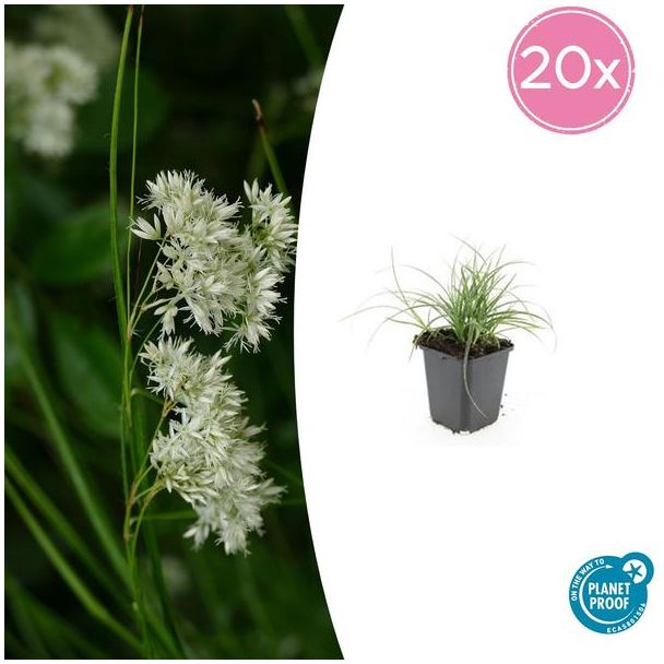Sneeuwgras 20 stuks - ↕10-25cm - Groenblijvende bodembedekker met kleine witte bloemen