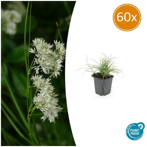 60 Schaduwplanten Luzula nivea - 60 kleine tuinplanten voor in schaduw of halfschaduw