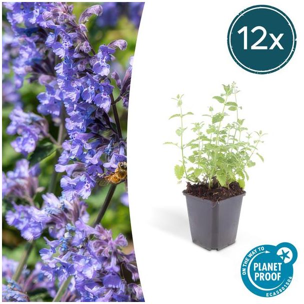 12 stuks kattenkruid - Nepeta 'Six Hills Giant' - borderplanten, ca. 15cm hoog