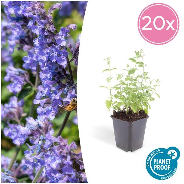 20 Nepeta buitenplanten (Nepeta 'Six Hills Giant') ca. 15cm hoog